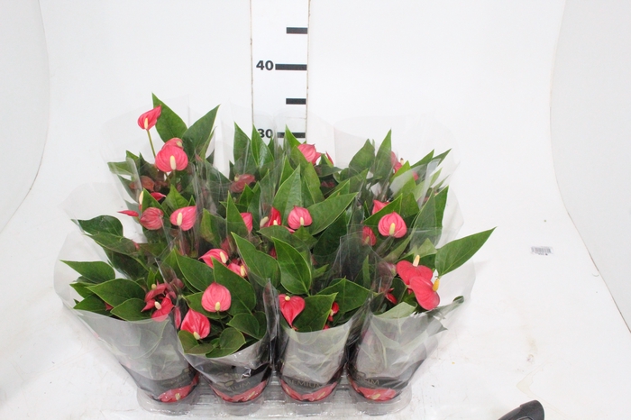 <h4>ANTHURIUM RED SUCCESS P09</h4>