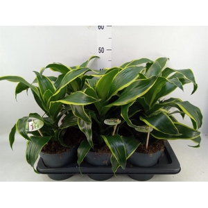 Dracaena frag. 'Dorado'