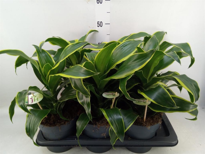 <h4>Dracaena frag. 'Dorado'</h4>