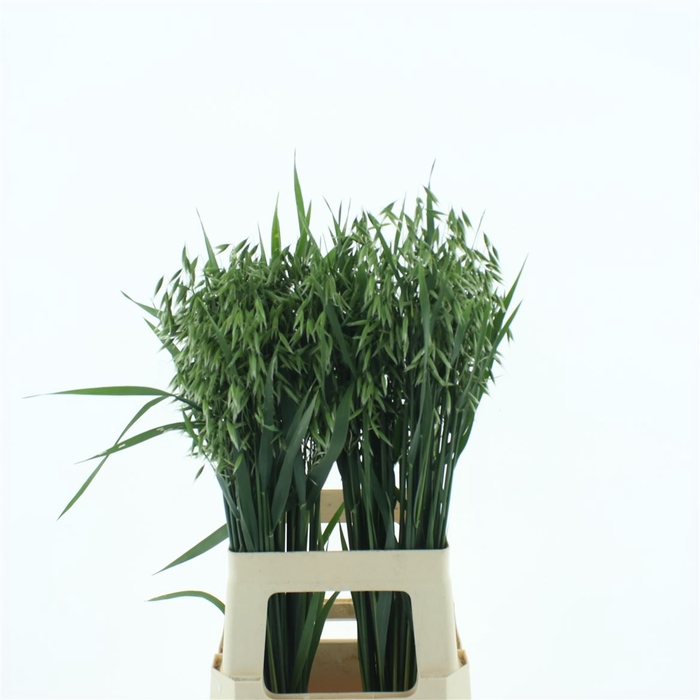 <h4>Stipa Green</h4>