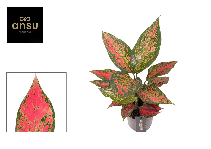 <h4>Aglaonema Strawberry Baby</h4>