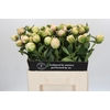Paeonia Pink Snow