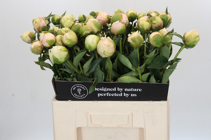Paeonia Pink Snow