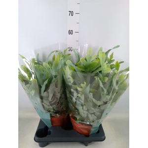 Phlebodium aureum 'Blue Star'