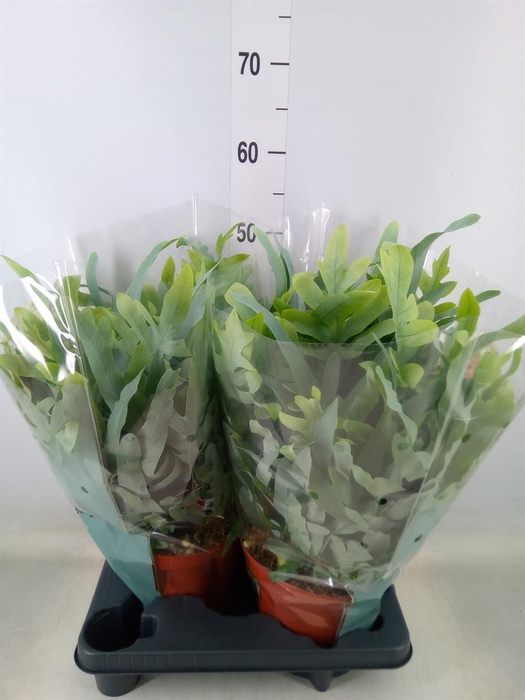 <h4>Phlebodium aureum 'Blue Star'</h4>