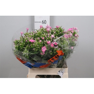 Phlox P Senora