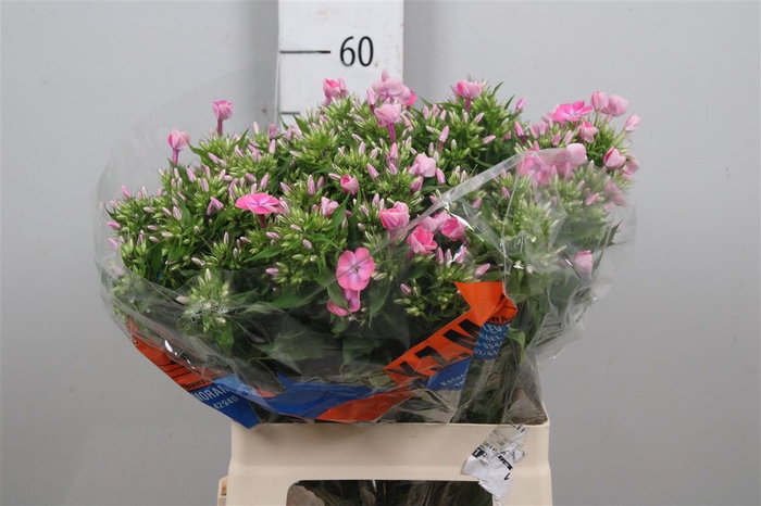 <h4>Phlox P Senora</h4>