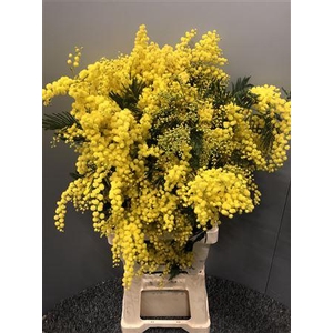 Acacia Mirandole X5 500g