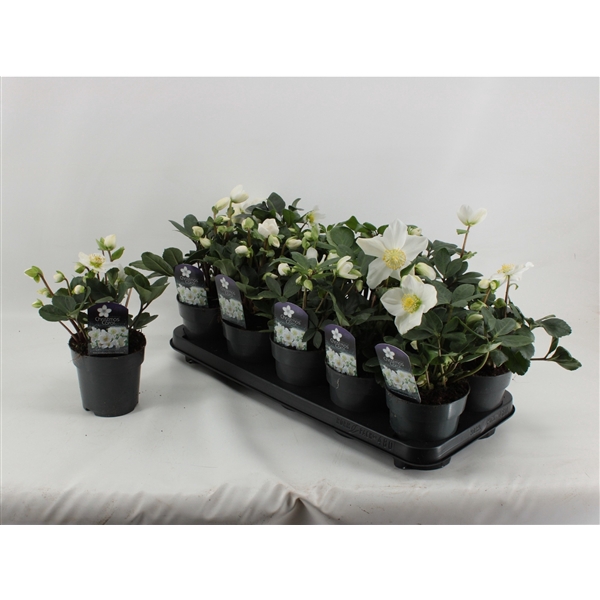 <h4>Helleborus Christmas Carol XL</h4>