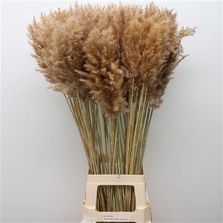 <h4>Dried Cortaderia Naturally</h4>