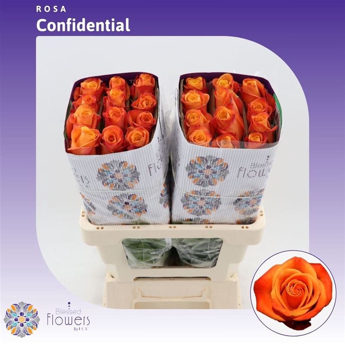 <h4>Rosa gr Confidential</h4>