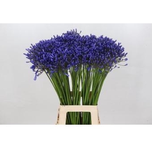 Agapanthus Queen Of The Ocean