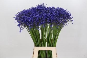 <h4>Agapanthus Queen Of The Ocean</h4>