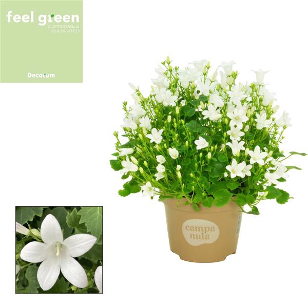 <h4>Campanula Porto Ice White Feel Green</h4>