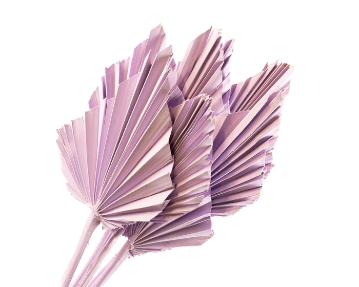 <h4>Palm Spear Lilac Wash</h4>