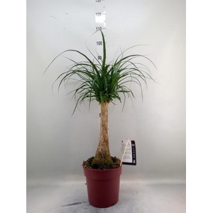 Beaucarnea recurvata
