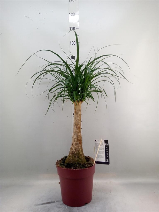<h4>Beaucarnea recurvata</h4>