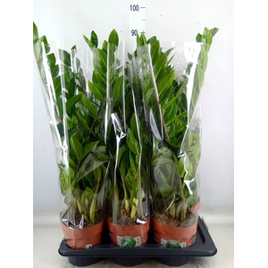 Zamioculcas zamiifolia