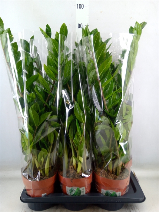 <h4>Zamioculcas zamiifolia</h4>
