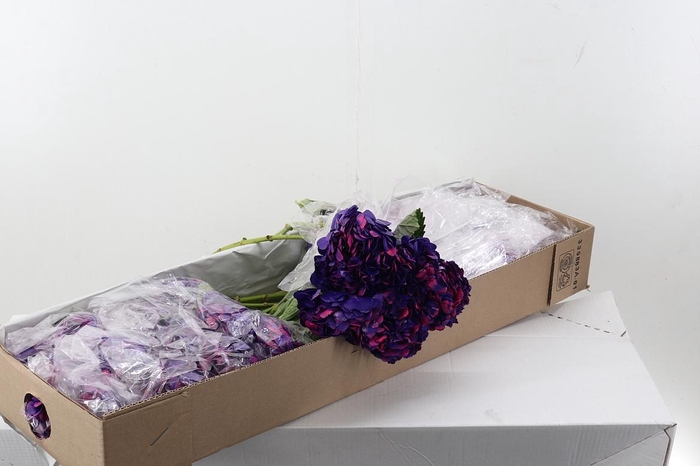 <h4>Hydr Amatista Box</h4>