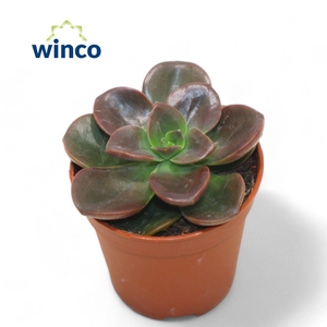 Echeveria Melaco