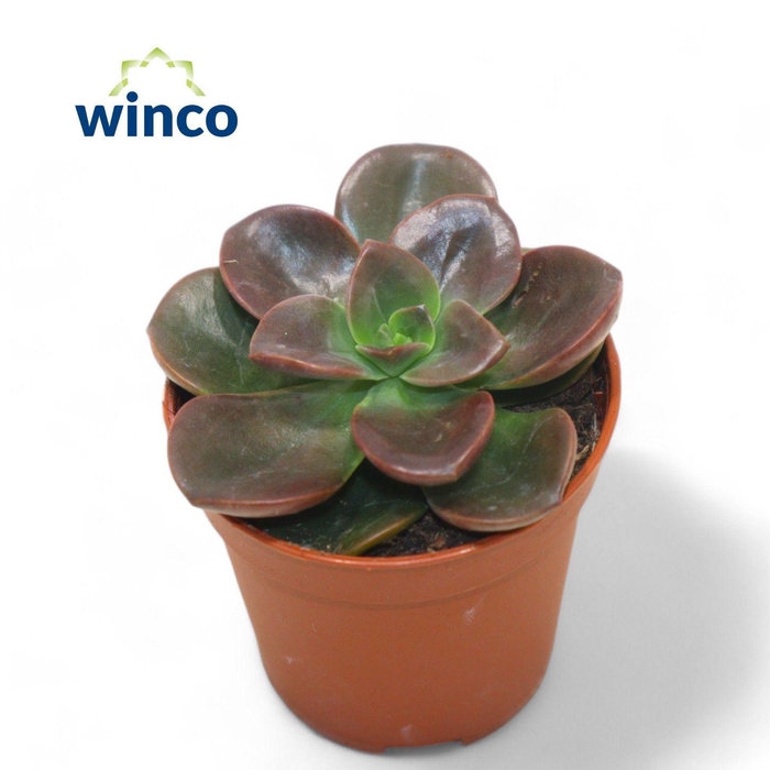 <h4>Echeveria Melaco</h4>