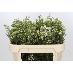 Chamelaucium Jupiter Moon