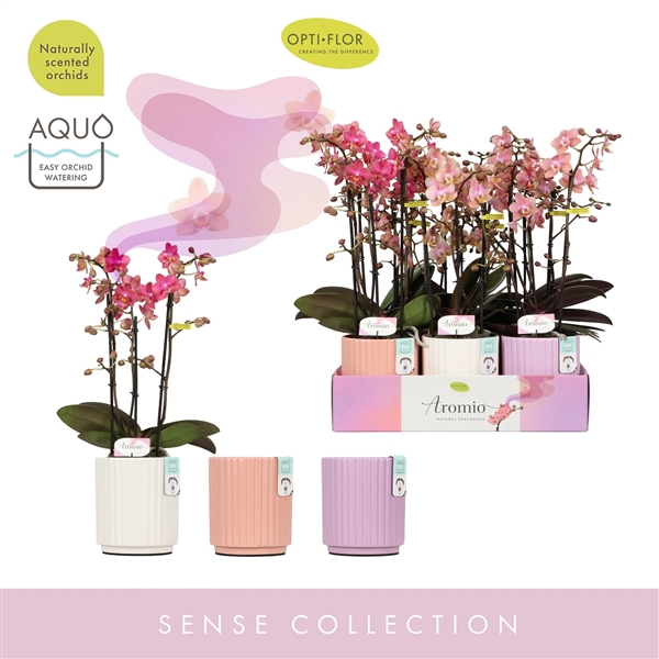 <h4>Aromio Mix 3 spike in Molise Mix Aquo</h4>