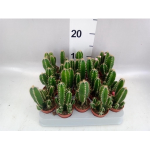 Cereus per. 'Florida'