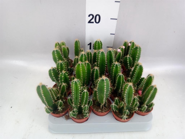<h4>Cereus per. 'Florida'</h4>