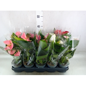 Anthurium   ...mix