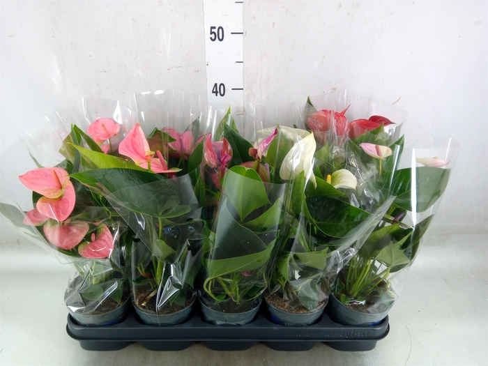 <h4>Anthurium   ...mix</h4>