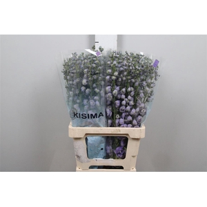 Delph Du Mag F Lavender