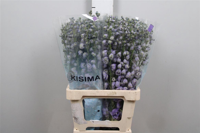 <h4>Delph Du Mag F Lavender</h4>