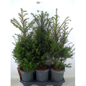 Taxus baccata