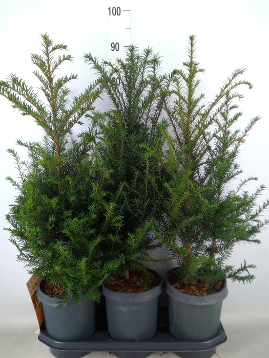 <h4>Taxus baccata</h4>