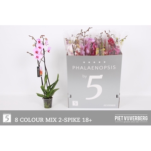 PHAL GEM 8 KL