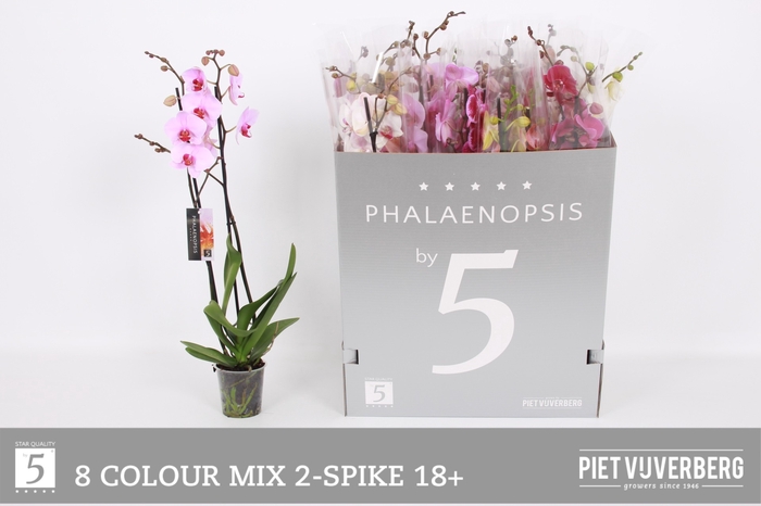 <h4>PHAL GEM 8 KL</h4>