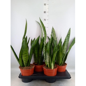 Sansevieria zeylanica