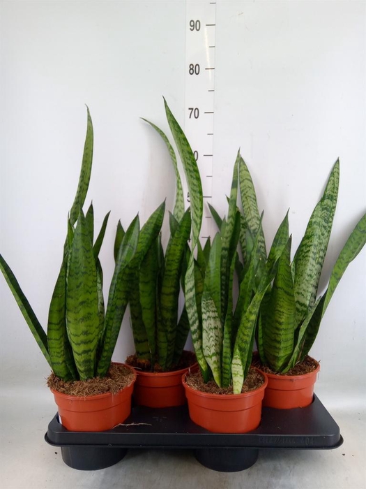 <h4>Sansevieria zeylanica</h4>