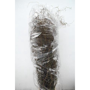 SALIX TORTUOSA 180CM