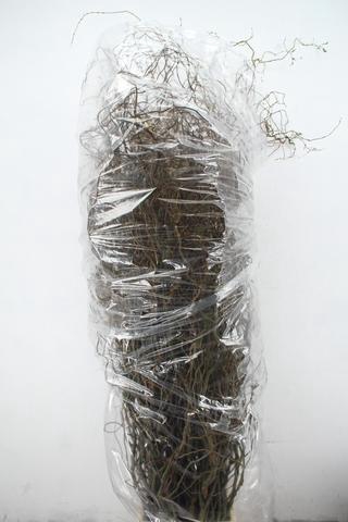 <h4>SALIX TORTUOSA 180CM</h4>