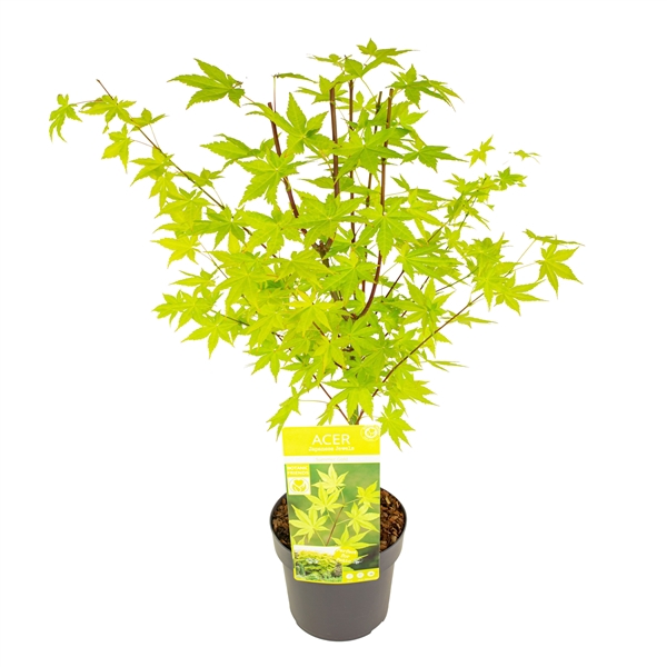 <h4>Acer palm. 'Summer Gold'</h4>