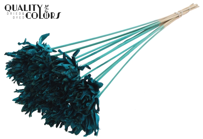 Shola Slice Pine 6cm on stem Turquoise
