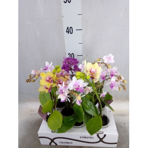 Phalaenopsis   ...mini
