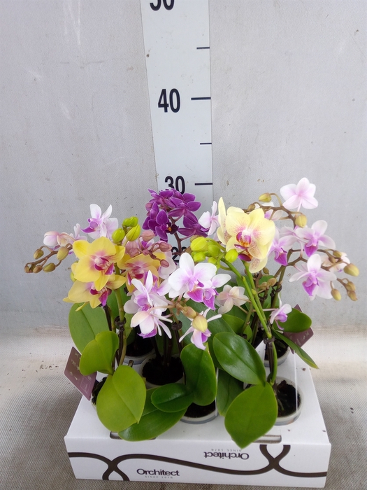 <h4>Phalaenopsis   ...mini</h4>