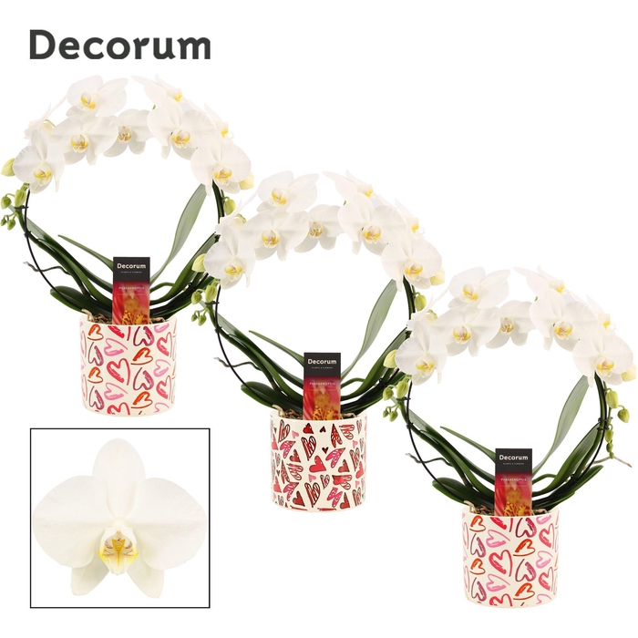 <h4>Phalaenopsis boog wit in Julia (Deco-collection)</h4>