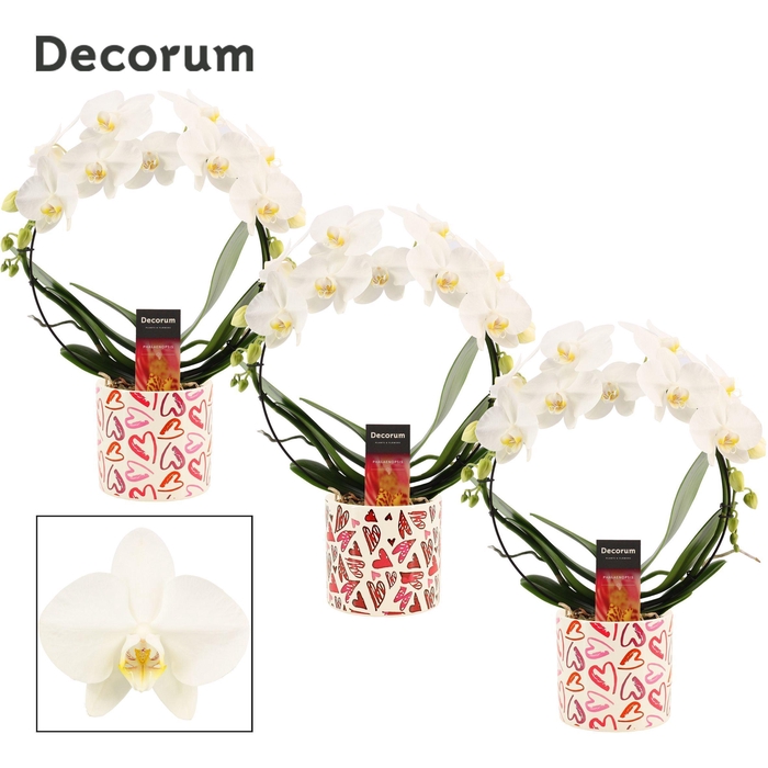 <h4>Phalaenopsis boog wit in Julia (Deco-collection)</h4>