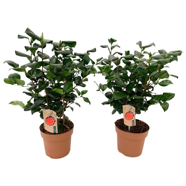 <h4>Camellia Lady Campbell 20-25 knop</h4>