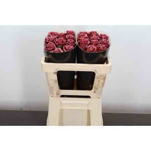 R Ov Wx 50cm Classic Dark Pink